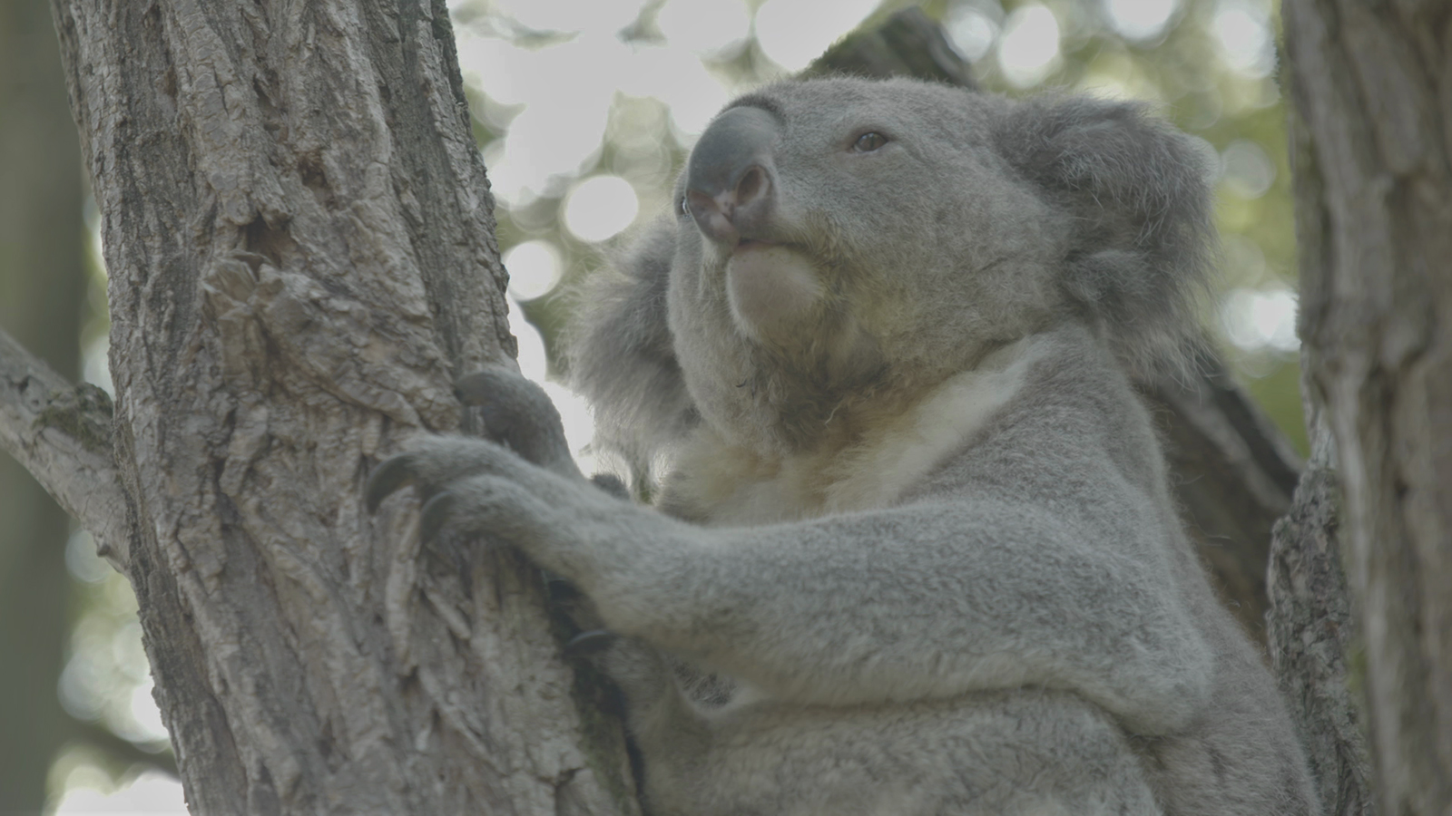 gute-viren_0004s_0003_gute-viren-bose-viren-8